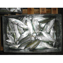 Frozen Fish Whole Round Indian Mackerel